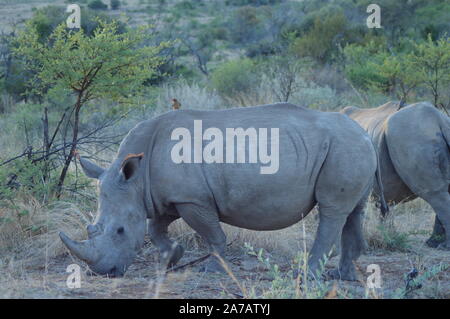 Porträt einer netten männlichen Stier White Rhino in Krüger in Südafrika Stockfoto