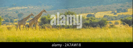 Authentische True South African Safari Erfahrung in buschfeld in einem Naturschutzgebiet Stockfoto