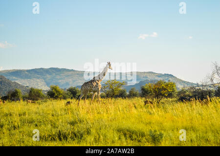 Authentische True South African Safari Erfahrung in buschfeld in einem Naturschutzgebiet Stockfoto