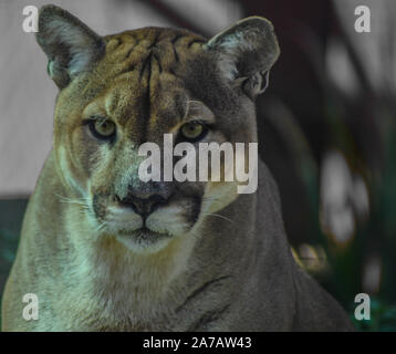 Portrait von auch ein Captive Cougar, Puma bekannt oder Panther in einem Zoo in Südafrika Stockfoto