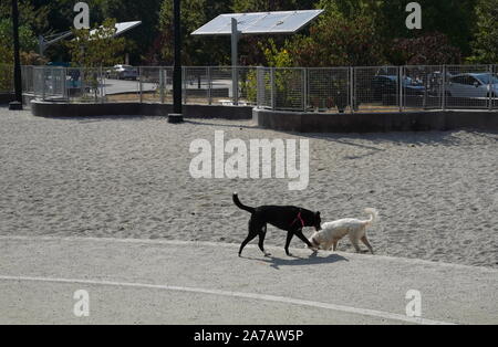 Arlington, VA/USA - 22. September 2019: schwarze und weiße Hunde herum spielen und Beisammensein bei einem städtischen Hund Park Stockfoto