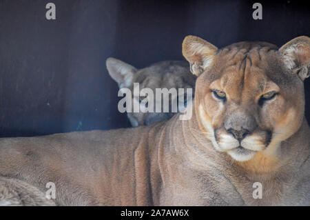 Portrait von auch ein Captive Cougar, Puma bekannt oder Panther in einem Zoo in Südafrika Stockfoto