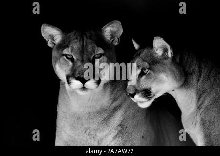 Portrait von auch ein Captive Cougar, Puma bekannt oder Panther in einem Zoo in Südafrika Stockfoto