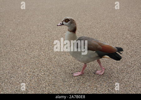 Nilgans Alopochen aegyptiacus im Hyde Park, London, UK Stockfoto