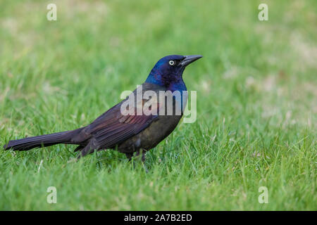 Gemeinsame grackle in einem nördlichen Wisconsin Hinterhof. Stockfoto