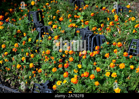 Sämlinge von Blumen in Töpfe für Pflanzen auf einem Blumenbeet. Chernobrivtsy (Tagetes orange) Anbau im Gewächshaus für die Registrierung der Blume b Stockfoto
