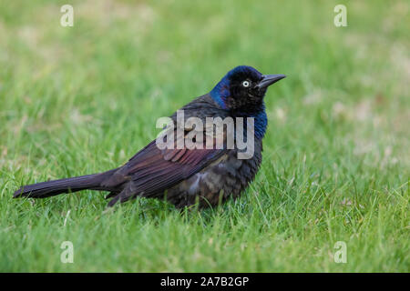 Gemeinsame grackle in einem nördlichen Wisconsin Hinterhof. Stockfoto