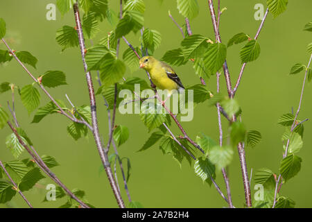 American goldfinch - Weibliche in einen gesprenkelten Erle in Nordwisconsin thront. Stockfoto