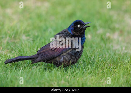 Gemeinsame grackle in einem nördlichen Wisconsin Hinterhof. Stockfoto