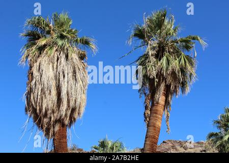 Flaggschiff Arten von Palm Canyon in Colorado Wüste, die gemeinhin als Kalifornien Fan Palm, und botanisch als Washingtonia Filifera anerkannt. Stockfoto