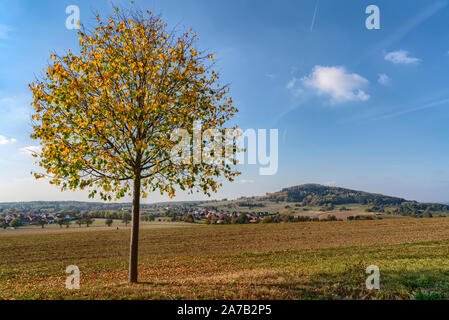 Baum im Herbst Farben mit den Katzenbuckel Berg, Odenwald, Deutschland im Hintergrund Stockfoto