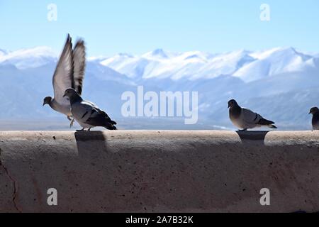 Tauben in Gyantse Dzong oder Gyantse Festung, eine der am besten erhaltenen dzongs in Tibet, thront hoch über der Stadt Gyantse auf einem riesigen Felsen. Stockfoto