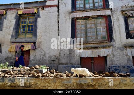 Nach GYANTSE, Tibet - ca. Oktober 2019: eine Frau trocknet Kuh und Yak dungs vor einem Haus in einer alten Stadt Gyantse. Stockfoto