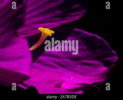 In Jude Jersey, die in den Wiesen, über den Hudson River von New York, der Sumpf Rose Mallow wächst in Hülle und Fülle. Stockfoto