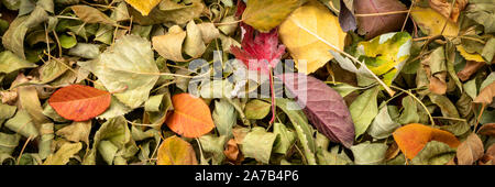 Bunte Herbst trockene Blätter Hintergrund und Textur - Ansicht von oben Panoramablick banner Stockfoto