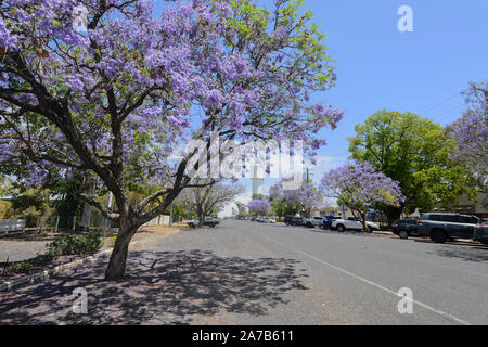 Straße mit blühenden jacarandas (Jacaranda mimosifolia) in der kleinen ländlichen Stadt Chinchilla, Queensland, Queensland, Australien begrenzt Stockfoto