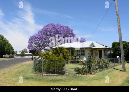 Alte Holzhütte mit einem blühenden Jacaranda (Jacaranda mimosifolia) in der kleinen ländlichen Stadt Chinchilla, Queensland, Queensland, Australien Stockfoto