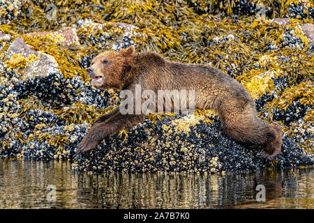 Grizzly Bärenkuppe, die auf einem mit Muscheln bedeckten Felsen entlang der Niedrigwasserlinie von Knight Inlet, First Nations Territory, British Columbia, Kanada liegt. Stockfoto