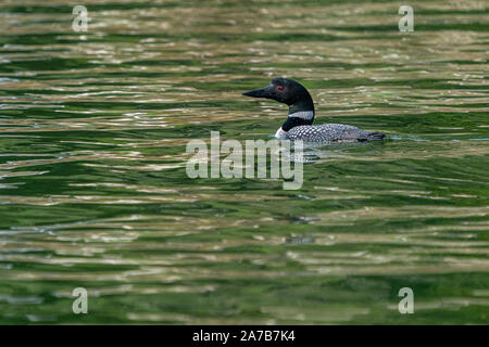 Loon Vogel schwimmt entlang Knight Inlet, First Nations Territory, British Columbia, Kanada. Stockfoto