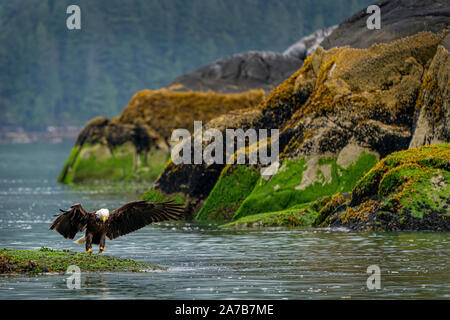 Weißkopfseeadler Landung auf einem Felsen, der nur bei Ebbe ausgesetzt ist und Muschelbänke in den Boden zurück, Knight Inlet, erste Nationen Gebiet, britischen Co Stockfoto