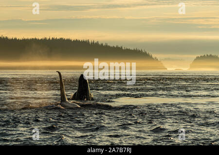Am frühen Morgen! Nördlichen Bewohner Schwertwal (Orcinus orca) Spy hopping in der Nähe von Pearse Inseln weg von Telegraph Cove, Vancouver Island, erste Nationen Terri Stockfoto