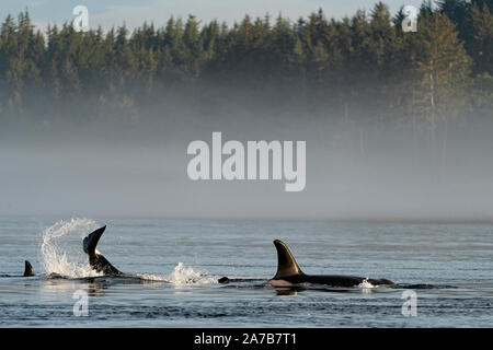 Nördlichen Bewohner Schwertwal (Orcinus orca) playingnear Pearse Inseln weg von Telegraph Cove, Vancouver Island, First Nations Territorium, British Columb Stockfoto