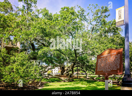 Ein Zeichen erzählt die Legende von der 500 Jahre alten Freundschaft Eiche, Oktober 22, 2019, Long Beach, California. Stockfoto