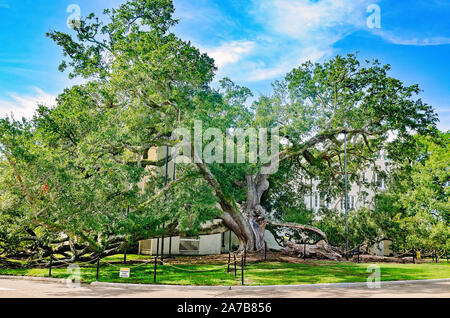 Die 500-jährige Freundschaft Eiche wird dargestellt, Oktober 22, 2019, Long Beach, California. Stockfoto