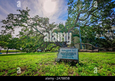 Ein Zeichen erzählt die Legende von der 500 Jahre alten Freundschaft Eiche, Oktober 22, 2019, Long Beach, California. Stockfoto