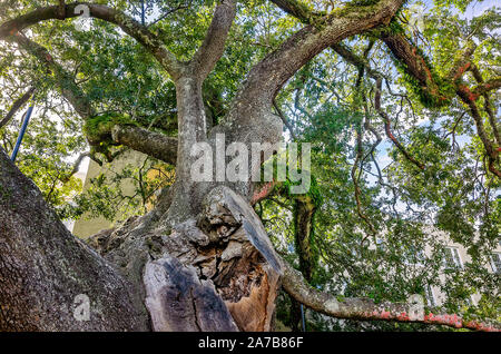 Die 500-jährige Freundschaft Eiche wird dargestellt, Oktober 22, 2019, Long Beach, California. Stockfoto