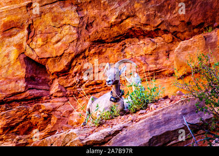 Bergziegen ruht auf den Klippen entlang der Zion - Mount Carmel Highway im Zion National Park, Utah, USA Stockfoto