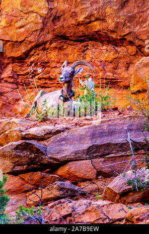 Bergziegen ruht auf den Klippen entlang der Zion - Mount Carmel Highway im Zion National Park, Utah, USA Stockfoto