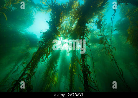 Sonnenlicht, das durch einen Wald von Giant kelp, Macrocystis pyrifera, aus Santa Barbara, Kalifornien, USA. Im pazifischen Ozean. Stockfoto