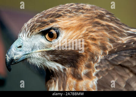 Liebenau, Deutschland. 26 Okt, 2019. Ein Red-tailed Bussard auf seine Umgebung auf einem Feld sieht. Mit dem so genannten Beizjagd der Deutschen Falcon - Bestellung (DFO) im Landkreis Nienburg, Falkner gehen in das Revier mit seinen Greifvögel und Jagd auf Hasen, Kaninchen und Krähen. Credit: Hauke-Christian Dittrich/dpa/Alamy leben Nachrichten Stockfoto