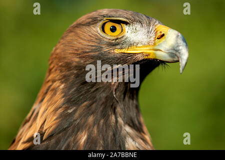 Liebenau, Deutschland. 26 Okt, 2019. Der Golden Eagle 'Nordmann' sitzt auf dem Handschuh des falconer André Knapheide aus Osnabrück. Mit dem so genannten Beizjagd der Deutschen Falcon - Bestellung (DFO) im Landkreis Nienburg, Falkner gehen in das Revier mit seinen Greifvögel und Jagd auf Hasen, Kaninchen und Krähen. Credit: Hauke-Christian Dittrich/dpa/Alamy leben Nachrichten Stockfoto