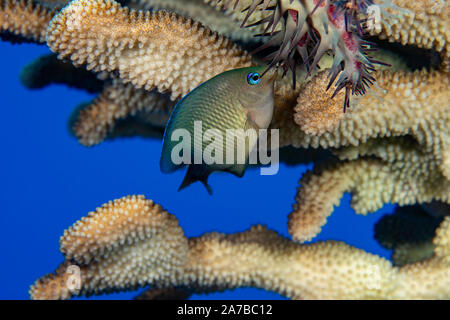 Diesem jugendlichen Hawaiian Gregory, Stegastes marginatus, klemmt an eine Krone von Dornen Seesterne, Acanthaster planci, es aus dem Geweih Coral zu fahren, Stockfoto
