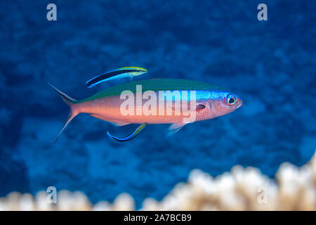 Diese Neon fusilier, Pterocaesio tile, auch bekannt als bluestreak Füsilier, erhält für die Parasiten durch zwei bluestreak Cleaner wrasse inspiziert, Labroi Stockfoto