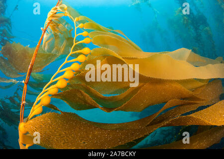 Luft blasen lift Stränge der Giant kelp, Macrocystis pyrifera, in Richtung Oberfläche aus Santa Barbara, Kalifornien, USA. Im pazifischen Ozean. Stockfoto