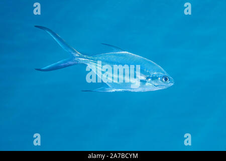 Schwarz-gefleckte Pompano, Trachinotus bailloni, Bali, Indonesien. Auch als smallspotted Dart, Schwarz-gefleckte Dart, Silber Pompano, Blackspotted po Stockfoto