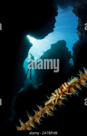Diese Verjähren wire Coral shrimp, Pontonides unciger, auf Draht Coral, Cirrhipathes anguina, und ein Taucher (MR) in einer Felsspalte am Yap Cavern die Ve Stockfoto