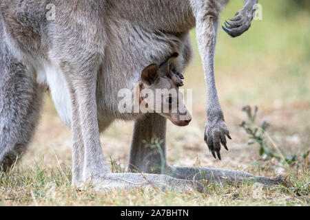 Eastern Grey Kangaroo (Macropus giganteus) Mutter mit Baby Joey im Beutel, capertee Valley, Australien Stockfoto