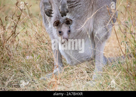 Eastern Grey Kangaroo (Macropus giganteus) Mutter mit Baby Joey im Beutel, capertee Valley, Australien Stockfoto