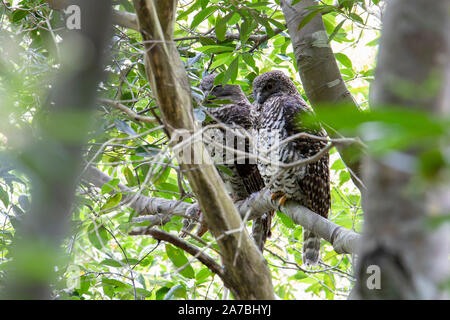 Paar von leistungsstarken Eulen (Ninox strenua) Rastplätze in einem Regenwald Gully, Australien Stockfoto