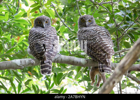 Paar von leistungsstarken Eulen (Ninox strenua) Rastplätze in einem Regenwald Gully, Australien Stockfoto