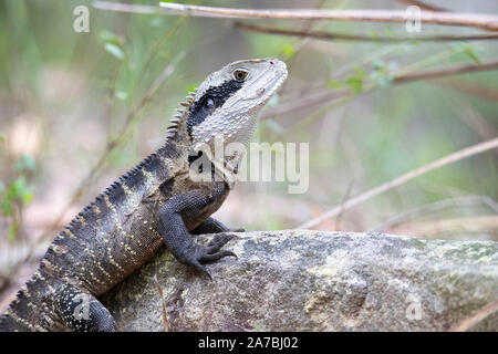 Erwachsene männliche Australian Water Dragon (Intellagama lesueurii) sitzt auf einem Felsen. Auch als Eastern Water Dragon bekannt und früher als Physignathus lesueuri Stockfoto