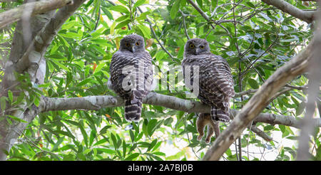 Paar von leistungsstarken Eulen (Ninox strenua) Rastplätze in einem Regenwald Gully, Australien Stockfoto