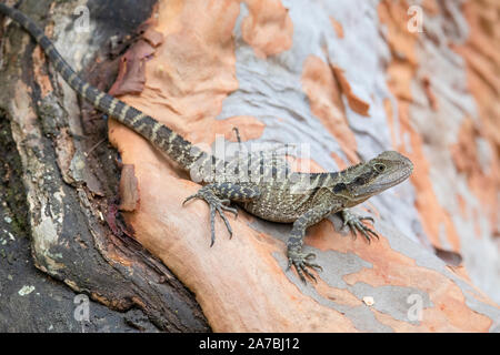 Juvenile Australian Water Dragon (Intellagama lesueurii) Aalen auf einem angophora Baum. Auch als Eastern Water Dragon bekannt und früher als Physignathu Stockfoto