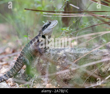 Erwachsene männliche Australian Water Dragon (Intellagama lesueurii) sitzt auf einem Felsen. Auch als Eastern Water Dragon bekannt und früher als Physignathus lesueuri Stockfoto