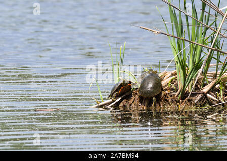 Wstern gemalte Schildkröte (Chrysemys picta bellii) Stockfoto