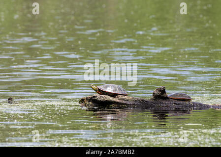 Wstern gemalte Schildkröte (Chrysemys picta bellii) Stockfoto